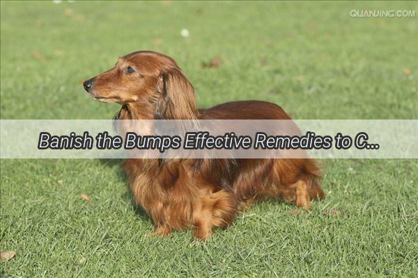 Banish the Bumps Effective Remedies to Cure Your Dogs Front Paw Wart Woes